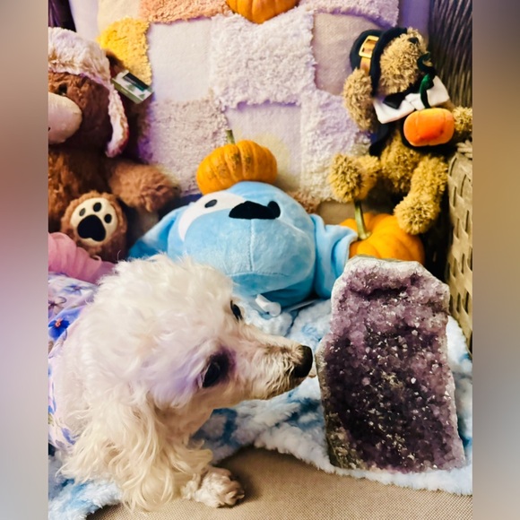 Meet your Posher, Sarah - Picture 4 of 5